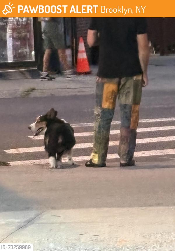 Found/Stray Unknown Dog last seen Near Cortelyou Rd, Brooklyn, NY 11226, Brooklyn, NY 11226