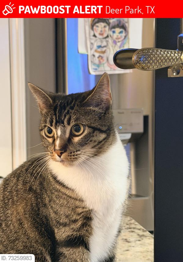 Lost Female Cat last seen Pasadena Blvd and East, Deer Park, TX 77536