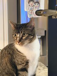 Lost Female Cat last seen Pasadena Blvd and East, Deer Park, TX 77536