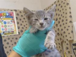 Shelter Stray Male Cat last seen , 3839 Bradshaw Rd, Sacramento, CA 95827, USA
