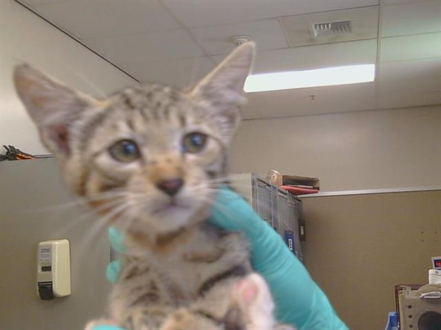 Shelter Stray Female Cat last seen , 3839 Bradshaw Rd, Sacramento, CA 95827, USA