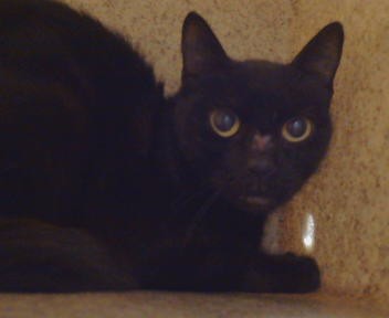 Shelter Stray Unknown Cat last seen CRESTRIDGE RD/WINDING WAY,95628, 3839 Bradshaw Rd, Sacramento, CA 95827, USA