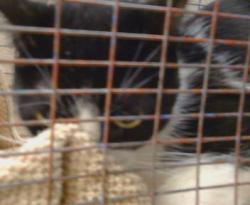 Shelter Stray Unknown Cat last seen HOLWORTHY WAY/GALBRATH DR, 95842, 3839 Bradshaw Rd, Sacramento, CA 95827, USA