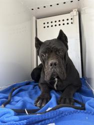 Shelter Stray Female Dog last seen JACKSON RD/EXCELSIOR RD, 95830, 3839 Bradshaw Rd, Sacramento, CA 95827, USA