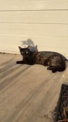 Lost Female Cat last seen Louisiana Sugar Cane Cooperative (LaSuCa), Saint Martinville, LA 70582