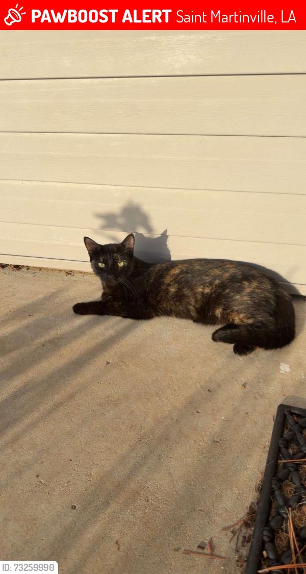 Lost Female Cat last seen Louisiana Sugar Cane Cooperative (LaSuCa), Saint Martinville, LA 70582