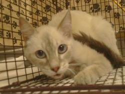 Shelter Stray Female Cat last seen GRENOLA WAY/NOREEN WAY, CITRUS HEIGHTS CA 95621, 3839 Bradshaw Rd, Sacramento, CA 95827, USA