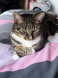 Reunited Female Cat last seen Paxton Vets, Selhurst Football Stadium, Greater London, England SE25 6JY