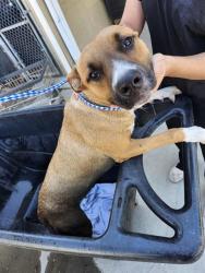 Shelter Stray Male Dog last seen Near BLK 33RD ST,BAKERSFIELD,CA, 201 S Mt Vernon Ave, Bakersfield, CA 93307, USA