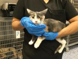 Shelter Stray Female Cat last seen Near BLOCK FRANCIS AVE, INDIO CA 92201, 72050 Pet Land Pl, Thousand Palms, CA 92276, USA