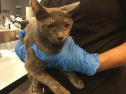 Shelter Stray Female Cat last seen Near BLOCK NATIONAL AVE, MECCA CA 92254, 72050 Pet Land Pl, Thousand Palms, CA 92276, USA