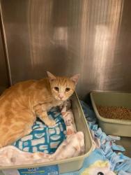 Shelter Stray Female Cat last seen Near BLOCK W 4990 S, TAYLORSVILLE UT 84129, 4522 W 3500 S, West Valley City, UT 84120, USA