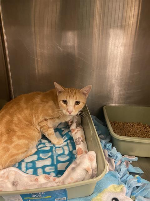 Shelter Stray Female Cat last seen Near BLOCK W 4990 S, TAYLORSVILLE UT 84129, 4522 W 3500 S, West Valley City, UT 84120, USA