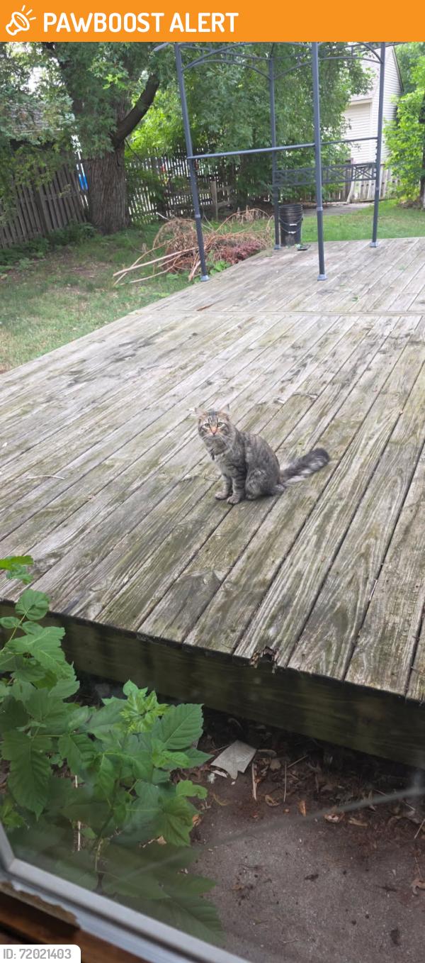 Found/Stray Male Cat last seen By North high school, North Saint Paul, MN 55109