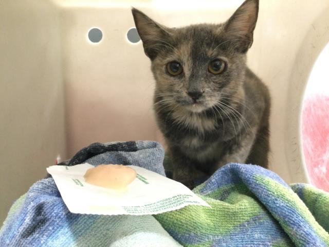 Shelter Stray Female Cat last seen Near BLOCK NATIONAL AVE, MECCA CA 92254, 72050 Pet Land Pl, Thousand Palms, CA 92276, USA