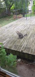 Found/Stray Male Cat last seen By North high school, North Saint Paul, MN 55109