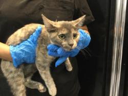 Shelter Stray Female Cat last seen Near BLOCK NATIONAL AVE, MECCA CA 92254, 72050 Pet Land Pl, Thousand Palms, CA 92276, USA