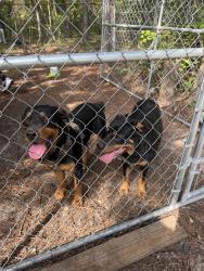Found/Stray Male Dog last seen Sanderosa RD and Huckleberry, Eastover, NC 28312
