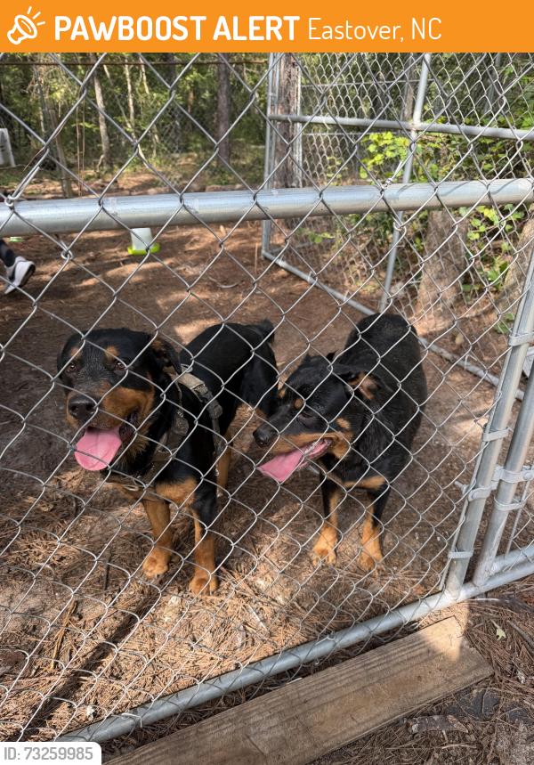 Found/Stray Male Dog last seen Sanderosa RD and Huckleberry, Eastover, NC 28312