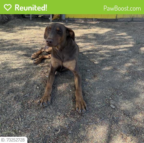 Reunited Male Dog last seen Sellers ave, walnut blvd, concord ave, Brentwood, CA 94513