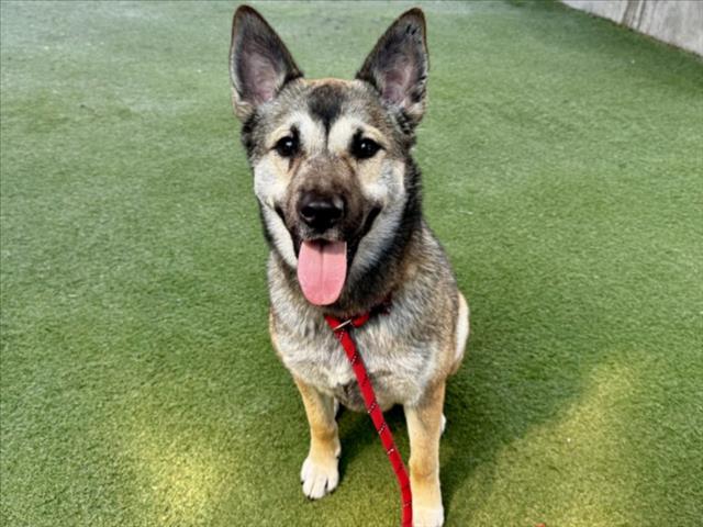 Shelter Stray Female Dog last seen , 11361 W Pico Blvd, Los Angeles, CA 90064, USA