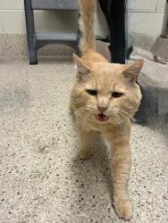 Shelter Stray Male Cat last seen 68TH 25 QUEBEC ST, 12155 Park Blvd, Brighton, CO 80601, USA