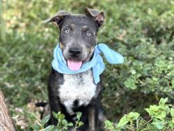 Shelter Stray Male Dog last seen , 957 N Gaffey St, San Pedro, CA 90731, USA