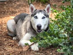 Shelter Stray Female Dog last seen , 957 N Gaffey St, San Pedro, CA 90731, USA