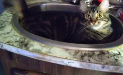 Lost Female Cat last seen Old Auburn and Sydney, Citrus Heights, CA 95610