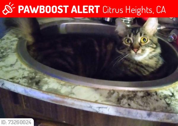 Lost Female Cat last seen Old Auburn and Sydney, Citrus Heights, CA 95610