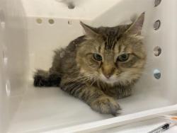 Shelter Stray Male Cat last seen Near BLOCK W COURTLAND AVE, 3839 W Burnham St, West Milwaukee, WI 53215, USA