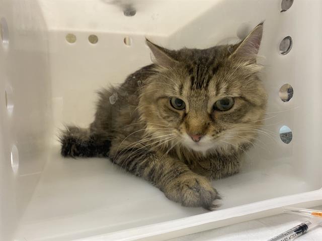 Shelter Stray Male Cat last seen Near BLOCK W COURTLAND AVE, 3839 W Burnham St, West Milwaukee, WI 53215, USA