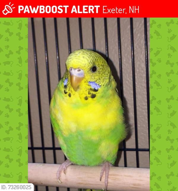 Lost Male Bird last seen Near Gary Lane, Exeter NH, Exeter, NH 03833