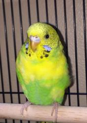 Lost Male Bird last seen Near Gary Lane, Exeter NH, Exeter, NH 03833