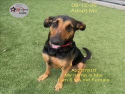 Shelter Stray Female Dog last seen , 1850 W 60th St, Los Angeles, CA 90047, USA