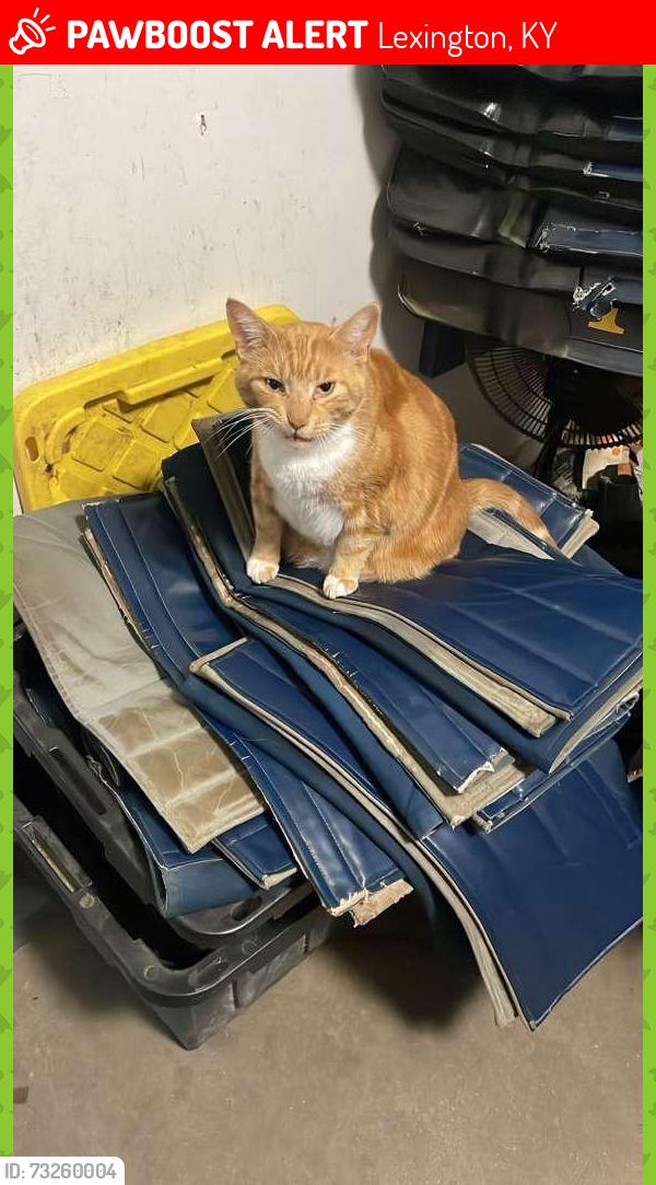 Lost Male Cat last seen the throughbred center, Lexington, KY 40511