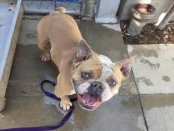 Shelter Stray Male Dog last seen , 1850 W 60th St, Los Angeles, CA 90047, USA