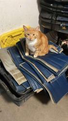Lost Male Cat last seen the throughbred center, Lexington, KY 40511