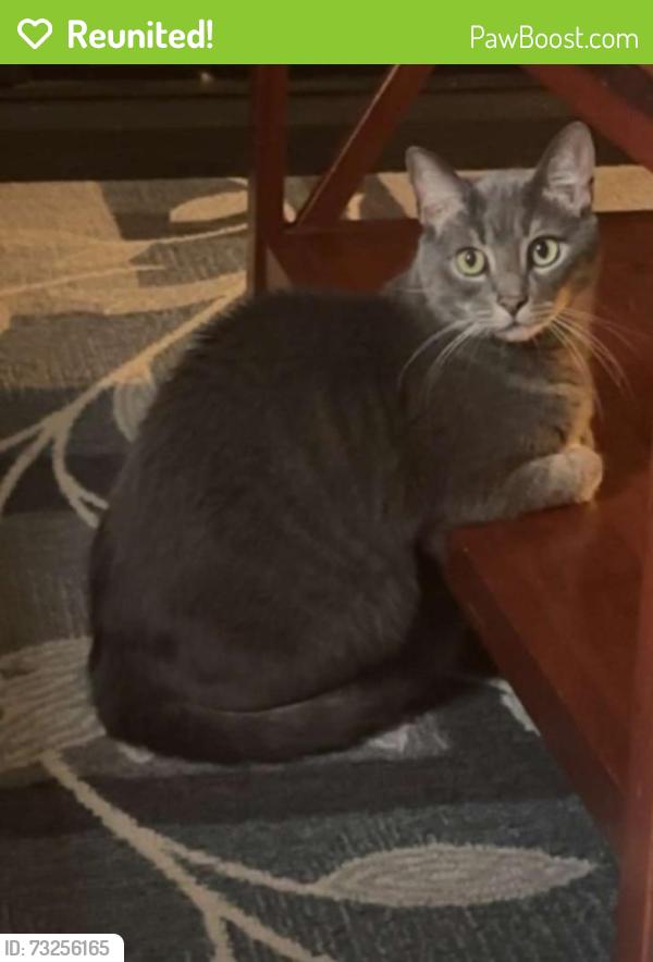 Reunited Male Cat last seen East F St and south 11th street Erwin, Erwin, NC 28339