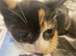 Shelter Stray Female Cat last seen , 1850 W 60th St, Los Angeles, CA 90047, USA