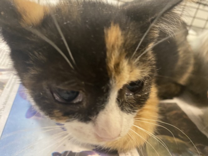 Shelter Stray Female Cat last seen , 1850 W 60th St, Los Angeles, CA 90047, USA