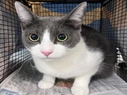 Shelter Stray Male Cat last seen , 1850 W 60th St, Los Angeles, CA 90047, USA