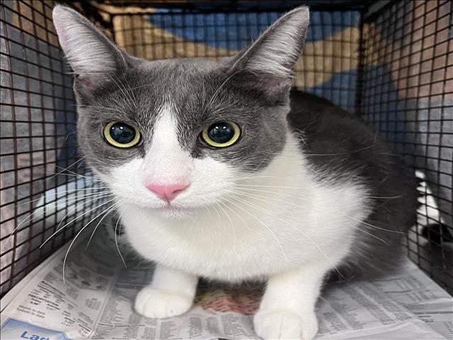 Shelter Stray Male Cat last seen , 1850 W 60th St, Los Angeles, CA 90047, USA