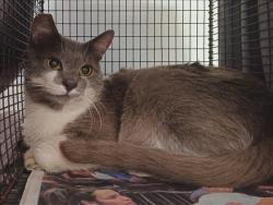 Shelter Stray Male Cat last seen , 1850 W 60th St, Los Angeles, CA 90047, USA