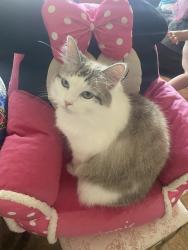 Lost Female Cat last seen Market St and Myrtle St Harrisonburg near Woodbine Cemetery, Harrisonburg, VA 22801