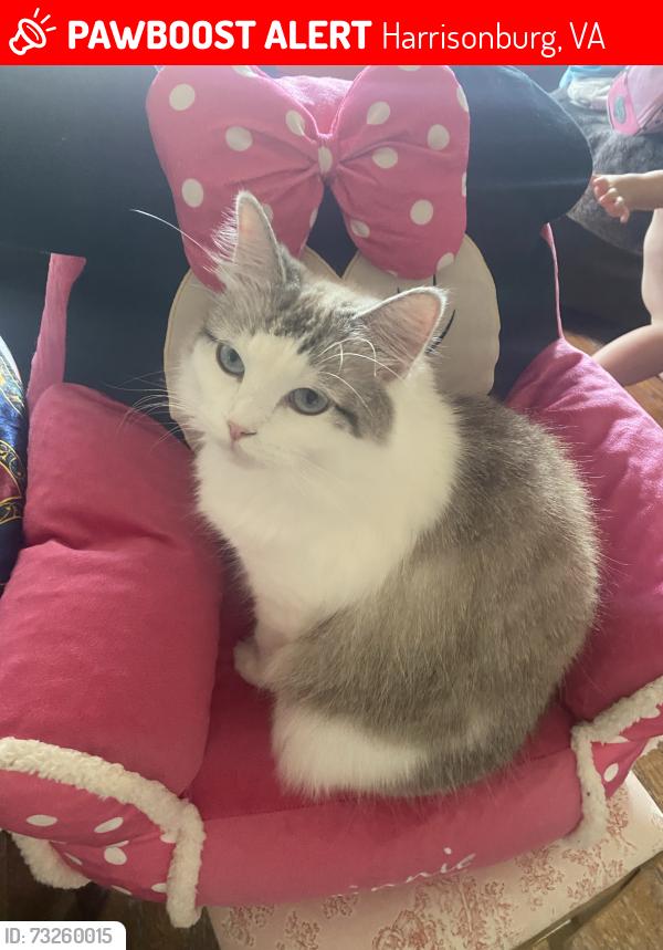 Lost Female Cat last seen Market St and Myrtle St Harrisonburg near Woodbine Cemetery, Harrisonburg, VA 22801