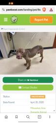 Lost Female Dog last seen 85th and Mills, West Allis, WI 53214