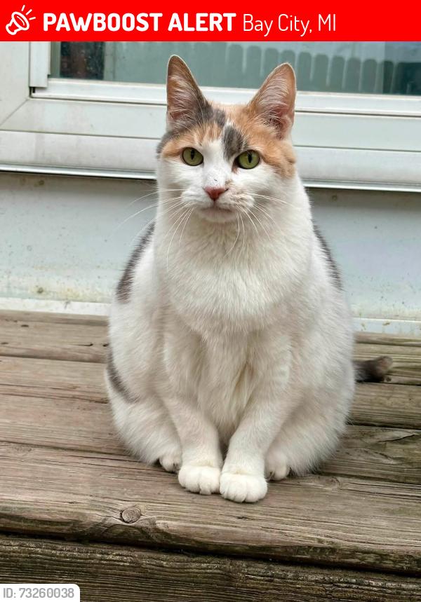 Lost Female Cat last seen Off pine. Cass and Young’s Ditch, Bay City, MI 48708