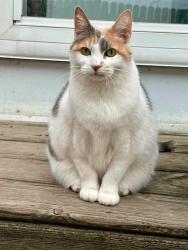 Lost Female Cat last seen Off pine. Cass and Young’s Ditch, Bay City, MI 48708