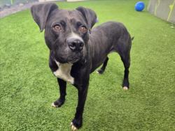 Shelter Stray Female Dog last seen , 14409 Vanowen St, Van Nuys, CA 91405, USA